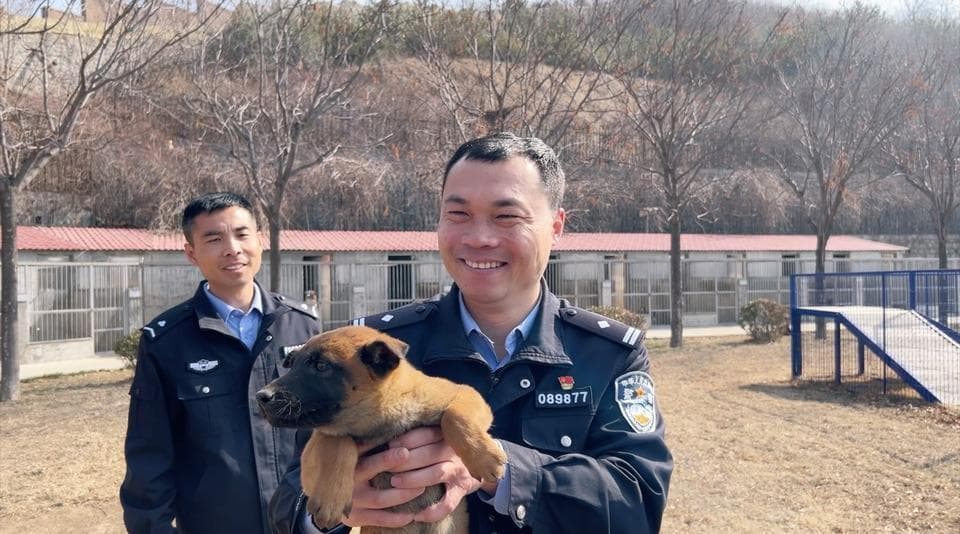 一只萌犬成长为警犬需要几步？