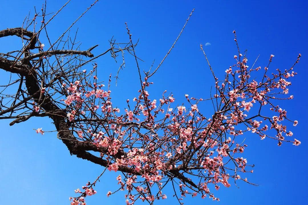 2025西藏林芝桃花赏花最全攻略等你签收