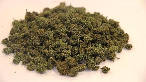 三七对骨折有什么好处和功效