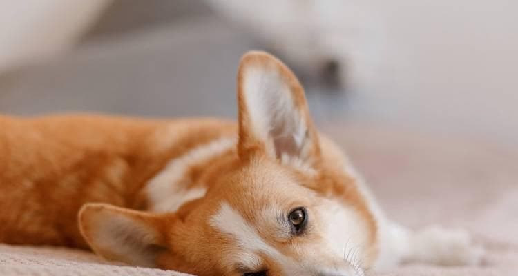 狗狗咳嗽怎么办？15个原因及解决方案全解析