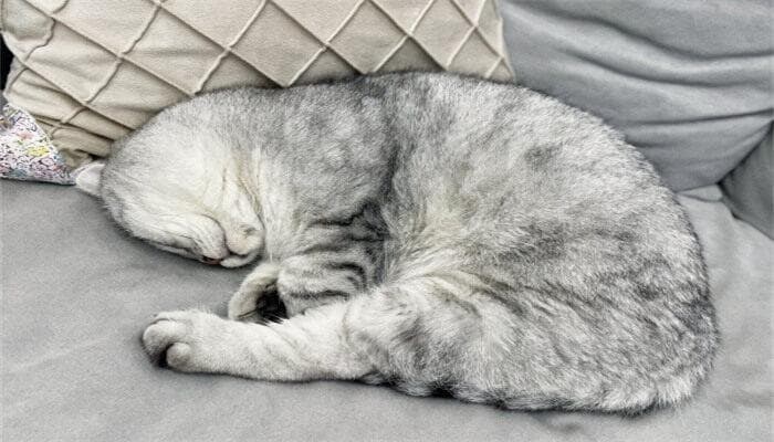 猫肺和气道疾病介绍