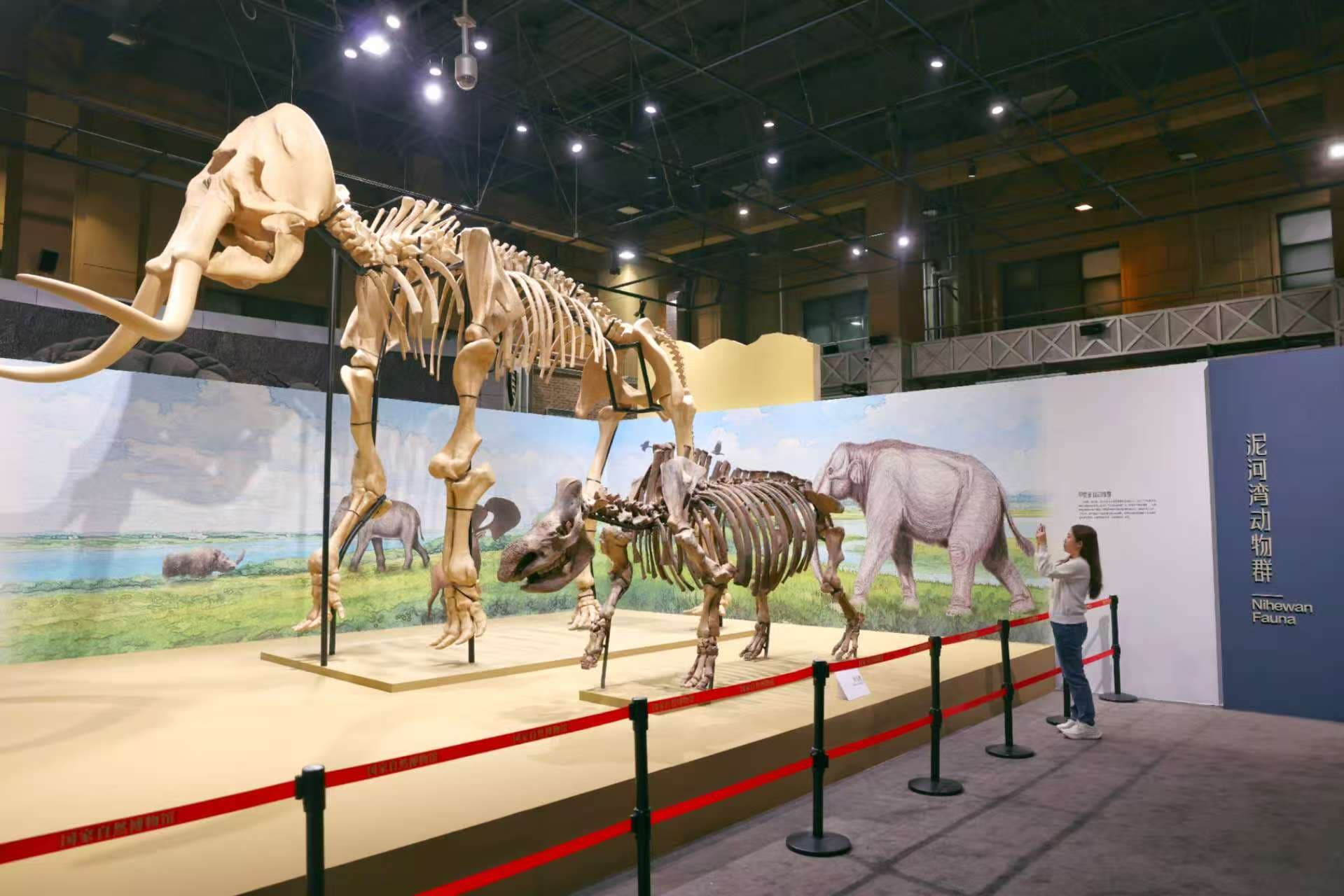 免费展出，200余件石器、古生物化石等还原“东方人类的故乡”
