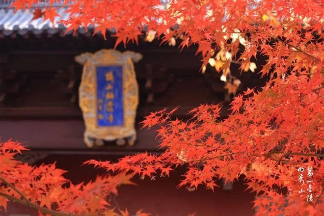 秋日氛围已拉满！最强红叶阵容来了