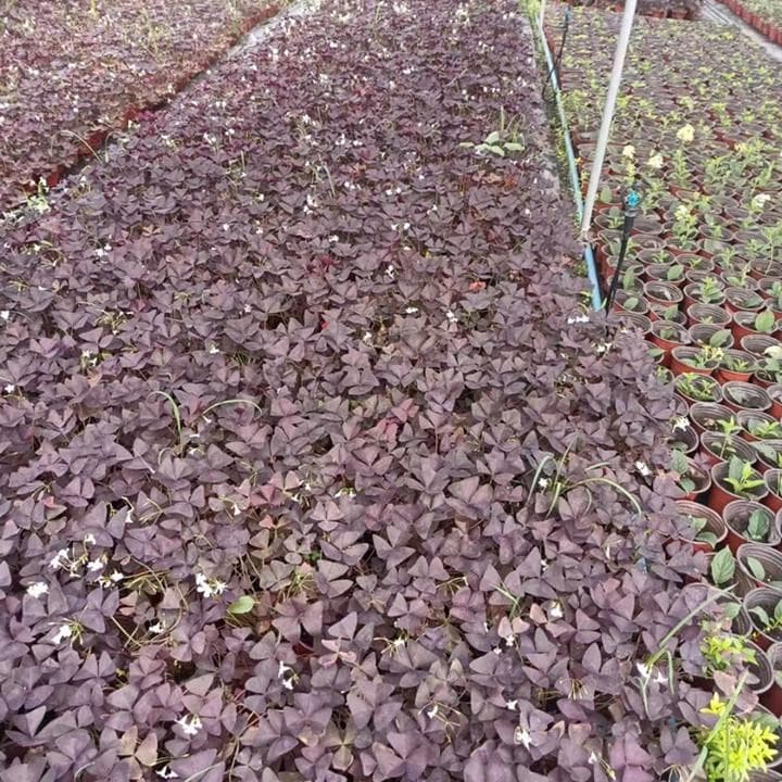 紫叶酢浆草的养殖方法和注意事项