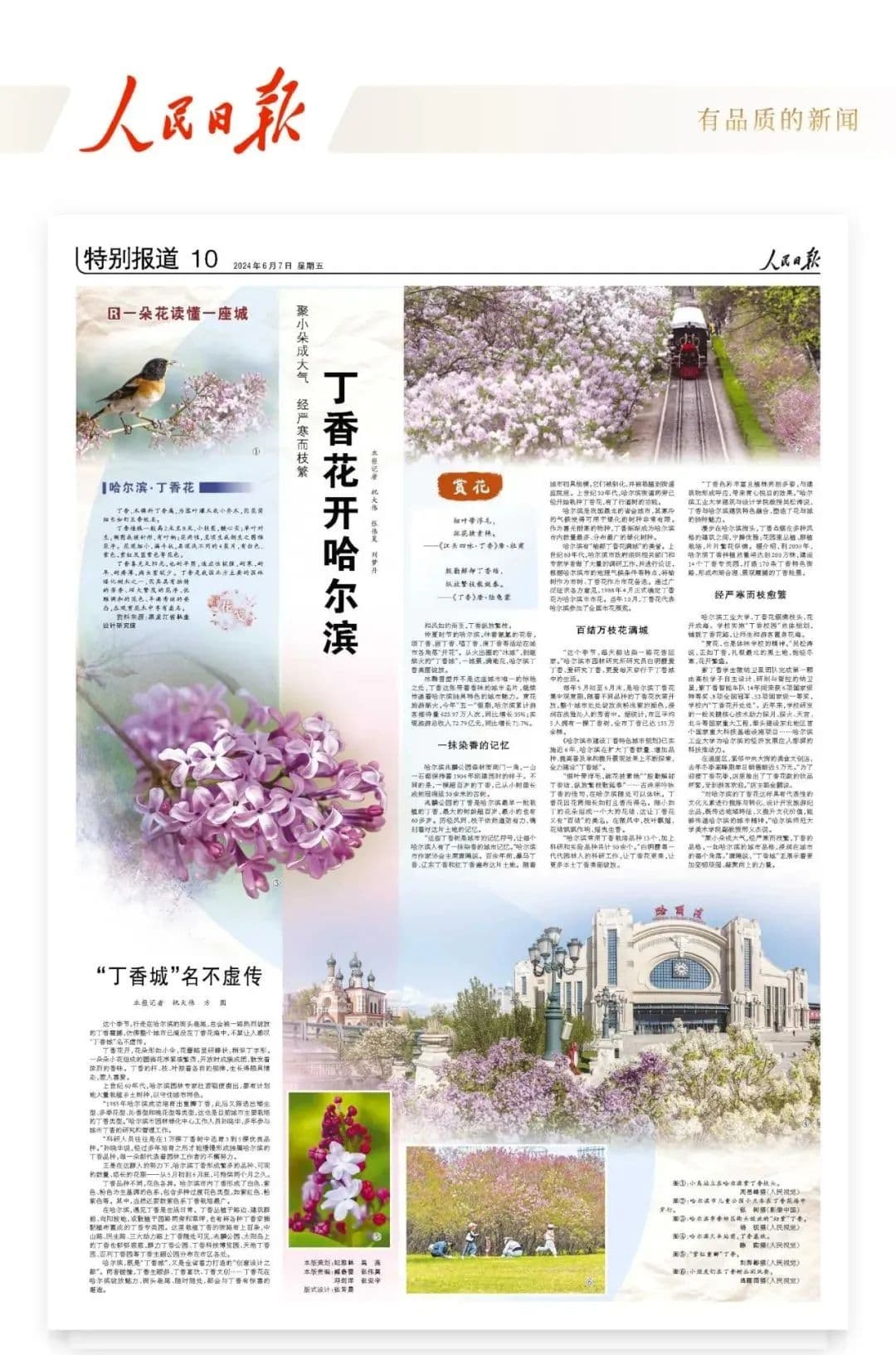 丁香花开哈尔滨：一座城市的独特印记
