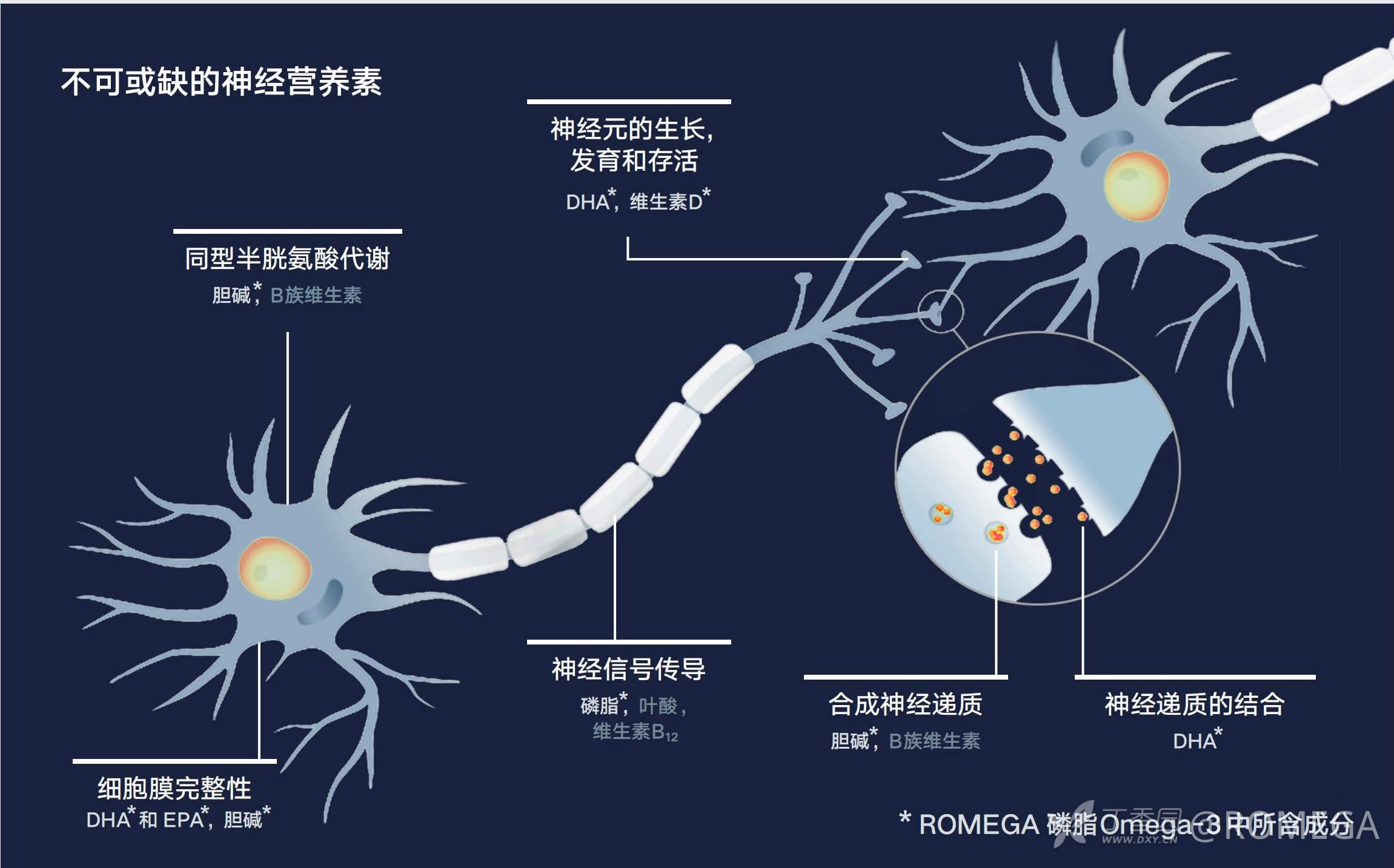 Omega-3，为大脑健康护航