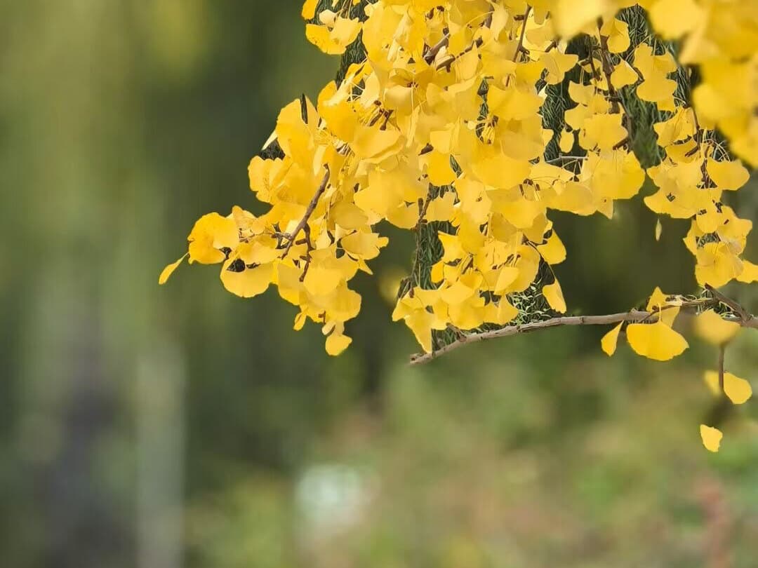 肠鸣音监测是怎么回事？