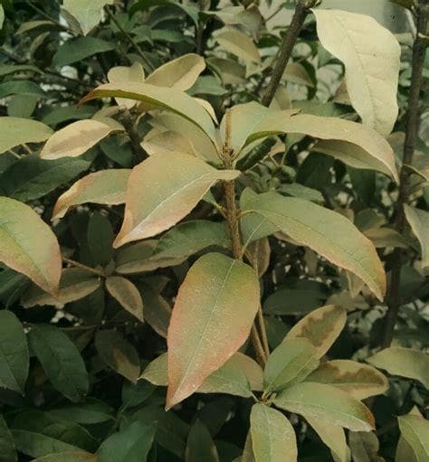 揭秘桂花落叶的真相：原因分析与养护指南