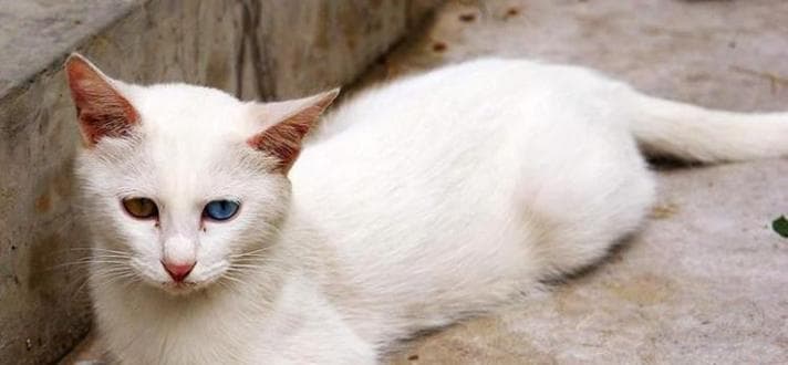 猫咪取名指南：如何选择一个好听的名字？