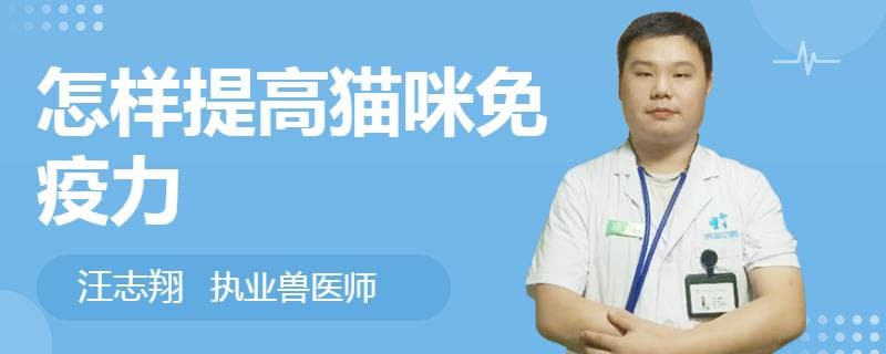 怎样提高猫咪免疫力