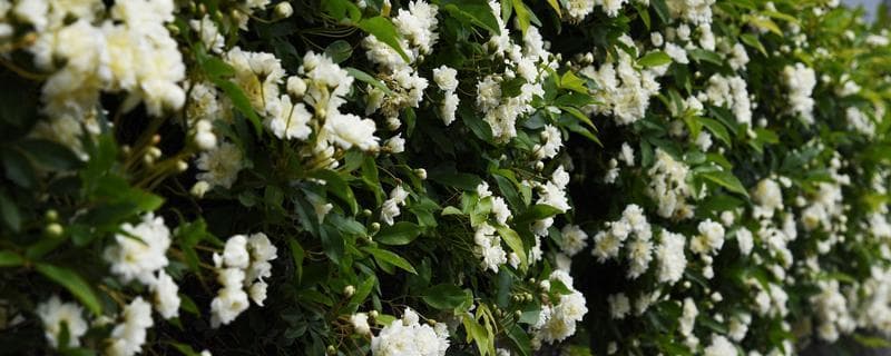 荼蘼花的花语与种植指南：最后的美、感情消散、悲伤