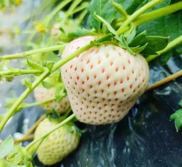 白色草莓不是转基因产品，是传统育种技术的成果