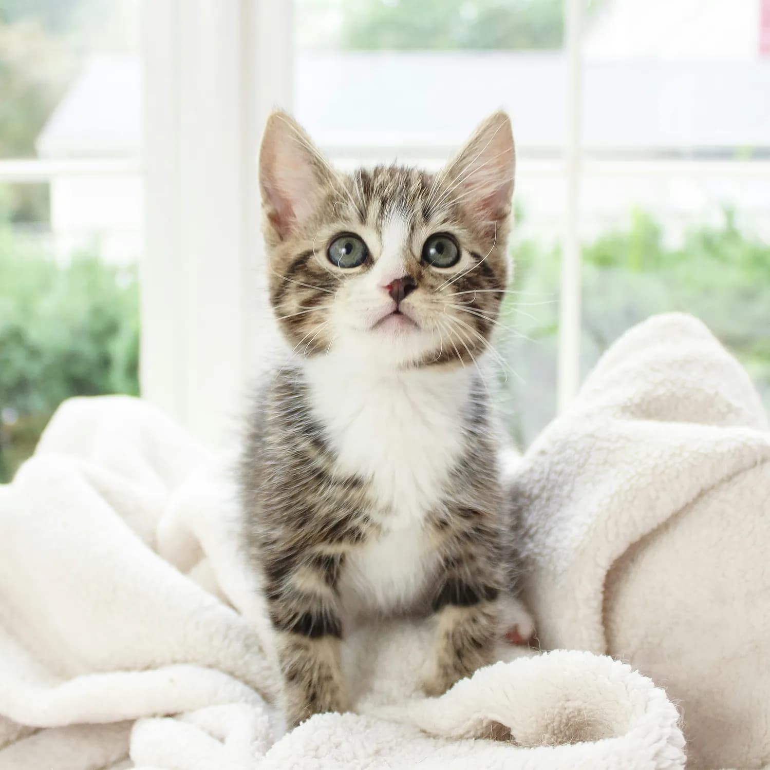 猫咪老师的灵感：雌性猫咪取名指南