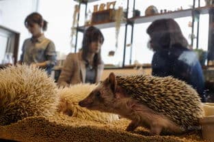 揭秘：刺猬女孩背后的十宗罪真实原型故事