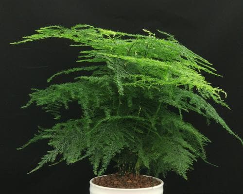 解读文竹，到底是蕨类植物还是非常规植物？