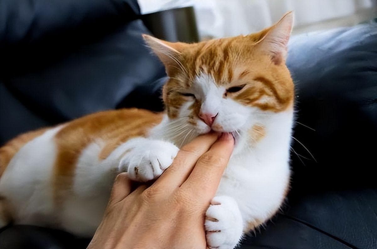 被猫咬伤流血怎么办？详细处理步骤与注意事项