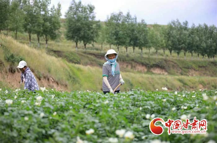 甘肃秦安王铺镇：万亩马铃薯基地绽放“薯光” 产业发展助力乡村振兴