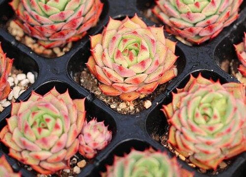 景天科植物有哪些品种？景天科多肉植物特点及名称