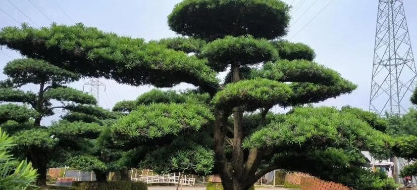 罗汉松怎么养才能更旺盛呢？养殖方法和注意事项有哪些呢？