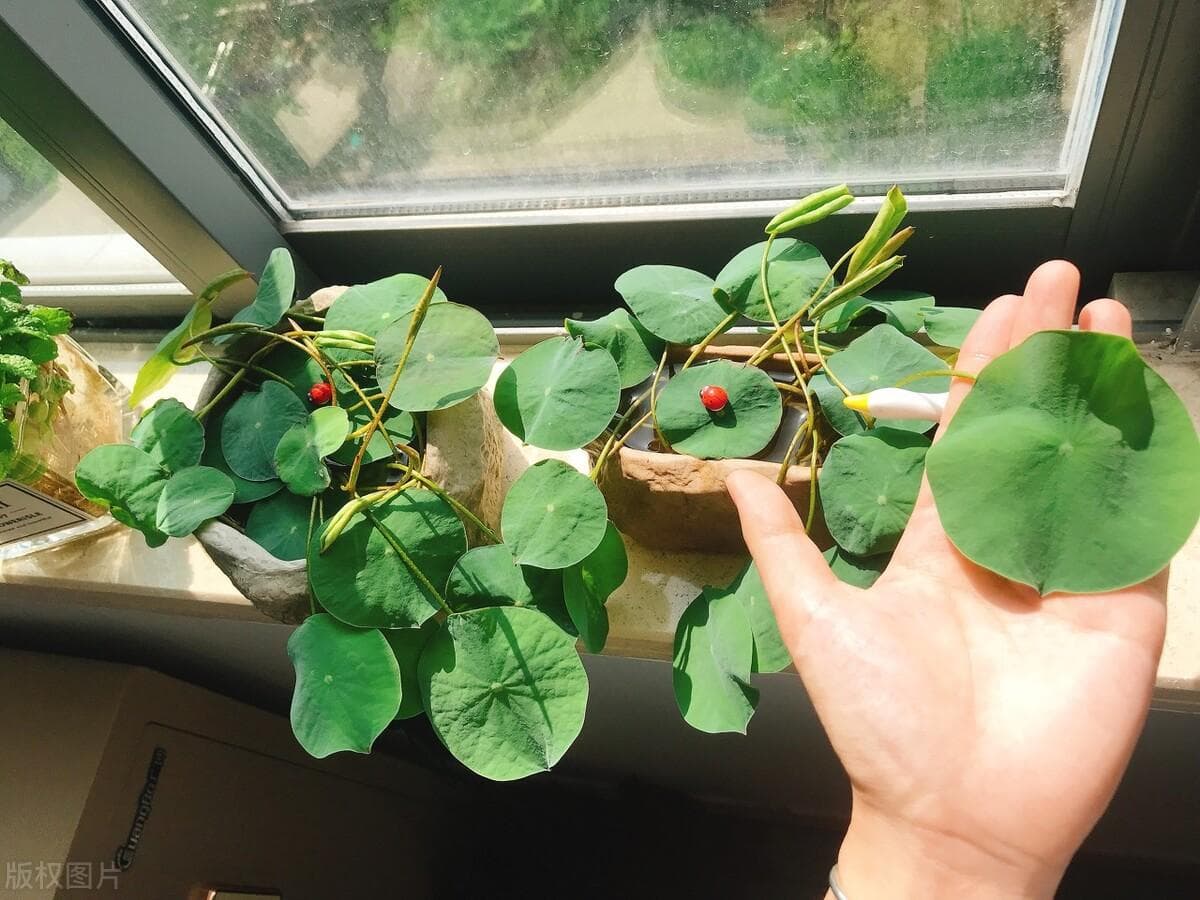 新手养碗莲的完整教程：从品种选择到病虫害防治