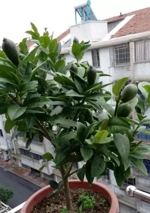 柠檬树掉叶子怎么办？柠檬树掉叶子的原因和处理方法？