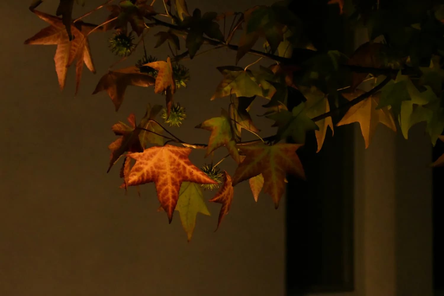 四枫院夜一手办：收藏界的艺术瑰宝