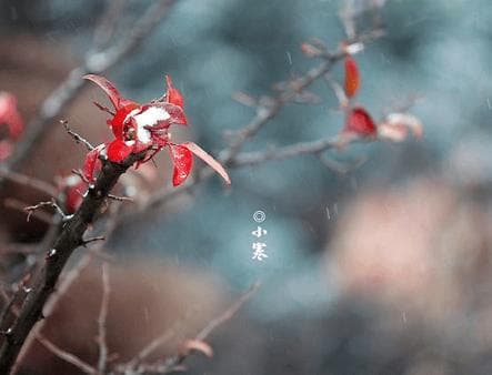 2025年小寒：1月5日开启最冷时段，南北习俗不同
