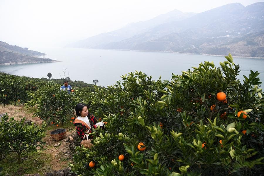 重庆奉节：一颗橙富一方 三峡库区“甜蜜产业”走出特色发展路