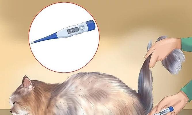 猫咪发烧的症状和诊断方法（如何判断猫咪是否发烧）