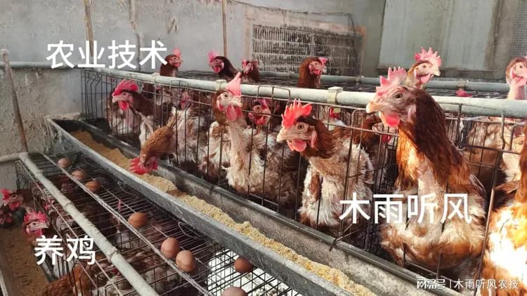 农田施用什么肥料比较好？鸡粪与羊粪哪个肥效高？各有什么特点？