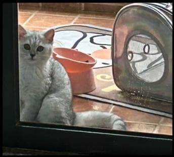 猫杯状病毒不再难治！这些方法值得一试