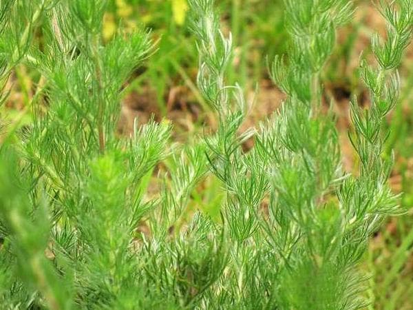 茵陈伤肝还是保肝