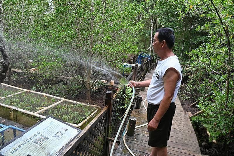 到东寨港自然保护区看红树林 珍稀植物红榄李开花了