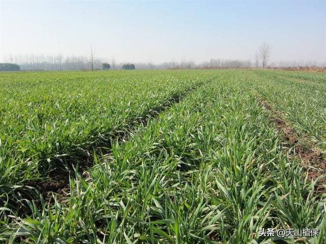 什么原因导致小麦黄叶、干尖枯死