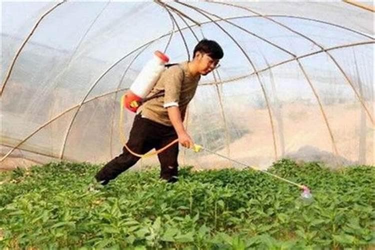 叶面肥喷施指南：关键注意事项与应用策略