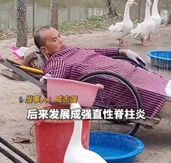 47岁瘫痪汉子躺板车顽强创业养鹅逆袭成老板，励志故事感动全网