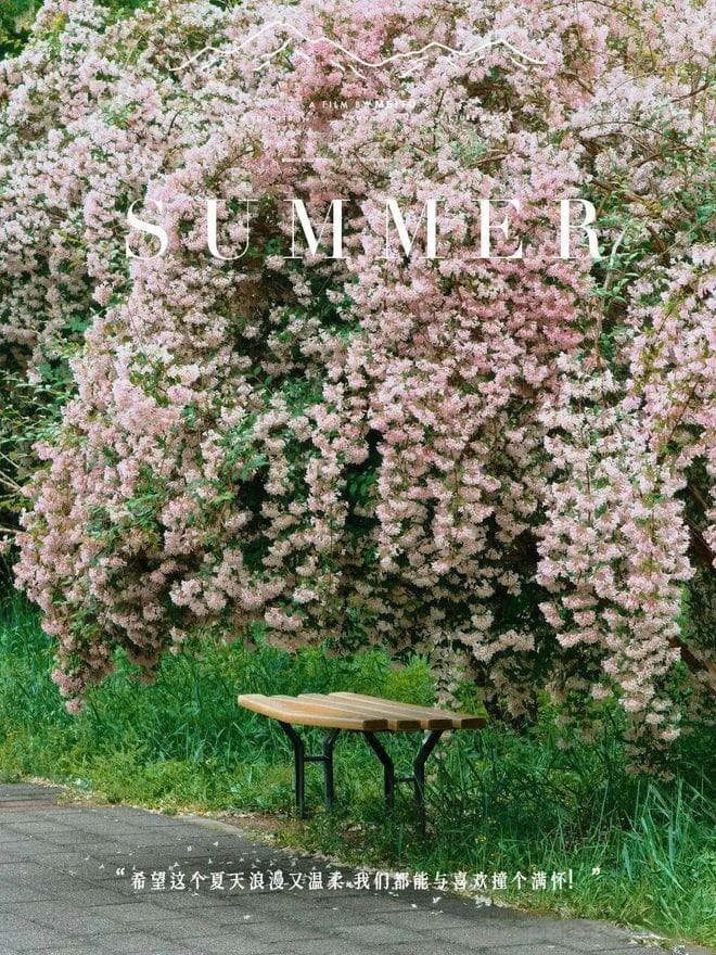 北京2025追花攻略，18大顶级花事，每一个都值得你去打卡