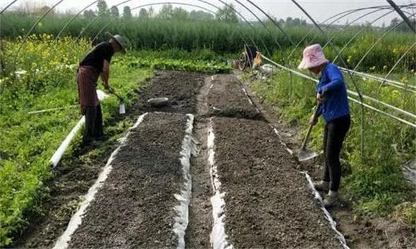 油麦菜的种植方法和需注意事项