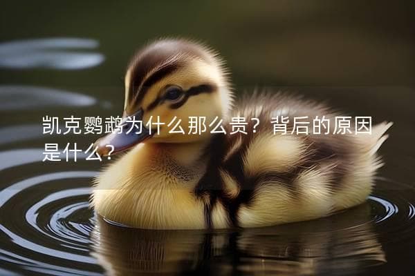 凯克鹦鹉为什么那么贵？背后的原因是什么？