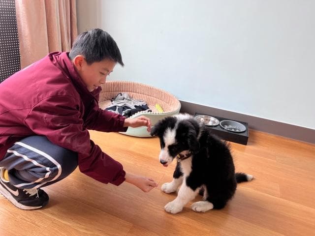 杭州养正学校引入狗狗助心理辅导，学生可抽卡预约互动