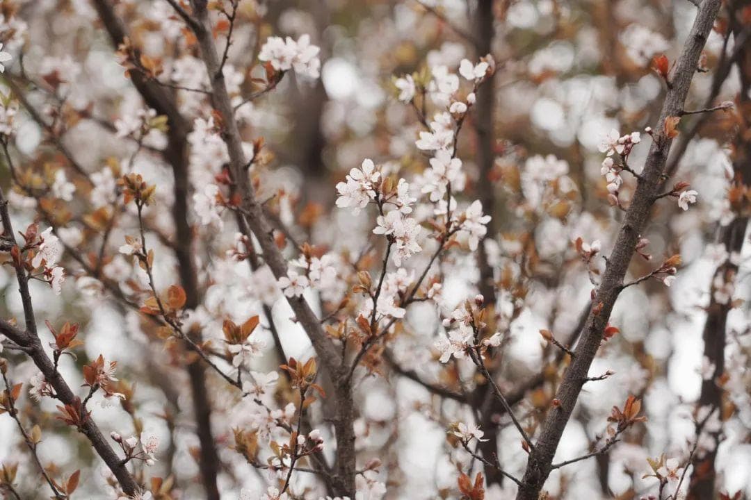 上海青浦：一条大道变身浪漫樱花大道