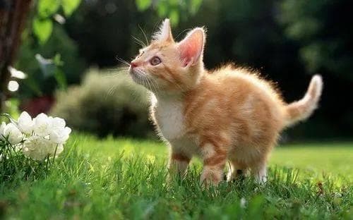什么？猫也会猫毛过敏？