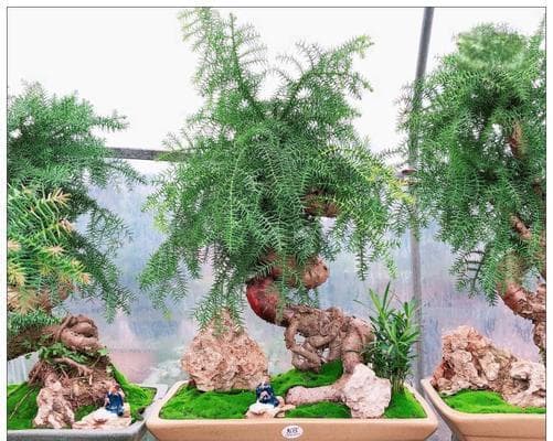 澳洲杉盆景的养殖方法与注意事项（打造精美盆景）