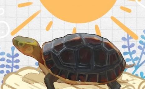 黄缘闭壳龟高背养殖指南：环境、饮食与光照的完美结合