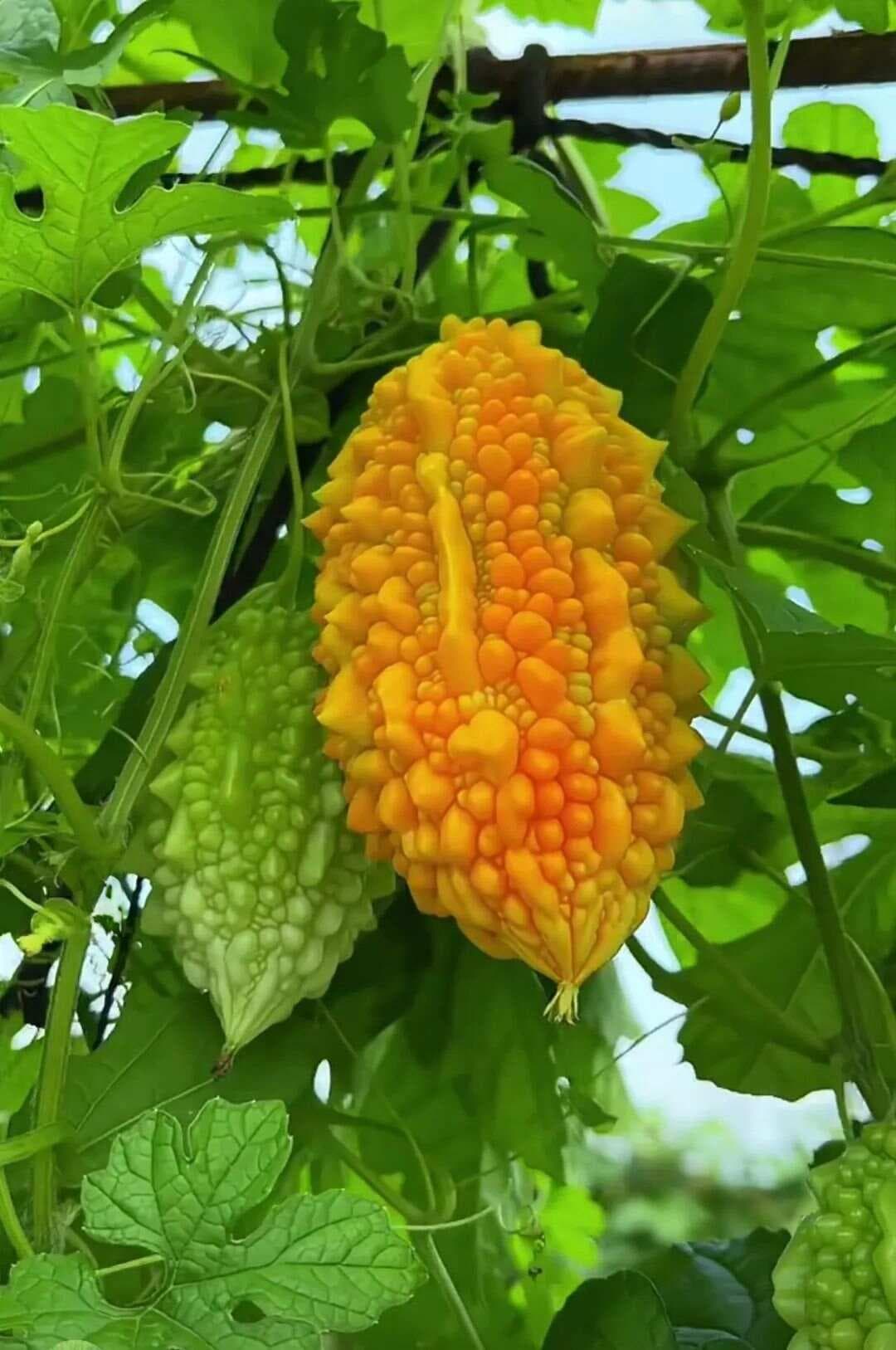 赖葡萄：营养价值与药用价值