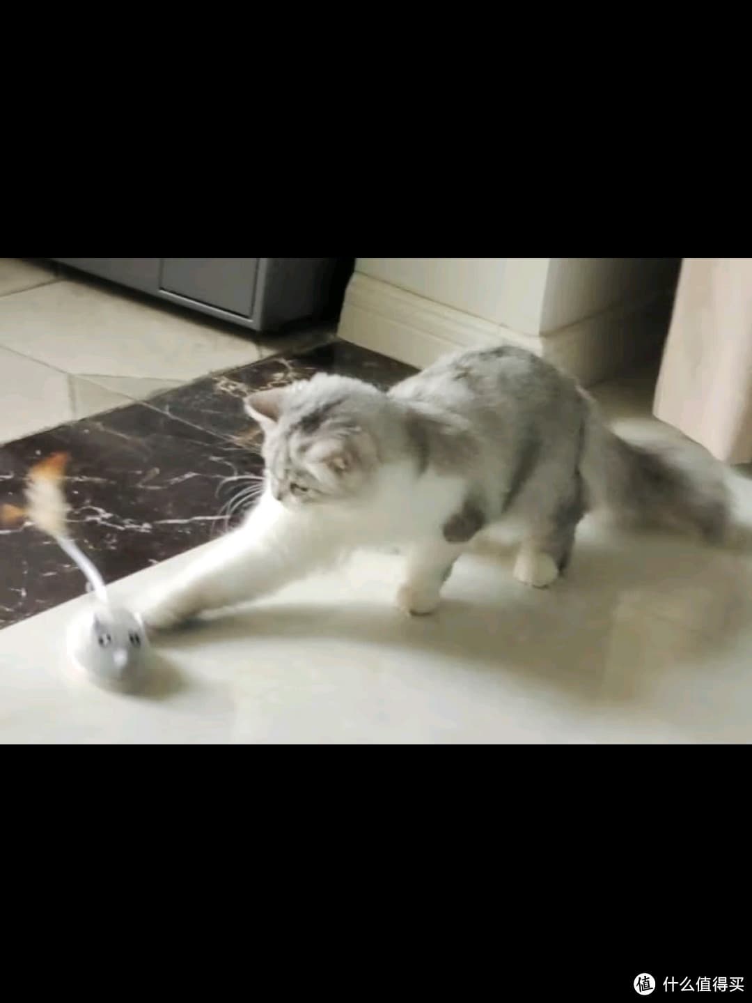 猫咪专属小玩具大全