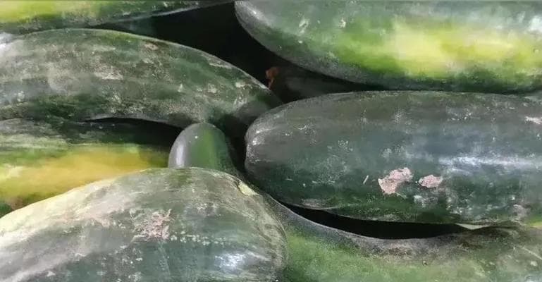 蛇瓜的营养与食用方式详解：可以生吃吗？如何挑选和食用？