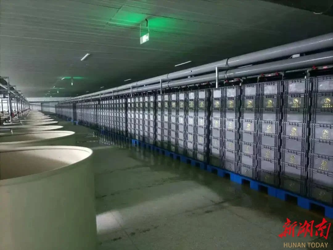 减油减盐的新湘菜，何以持续“破圈”走红