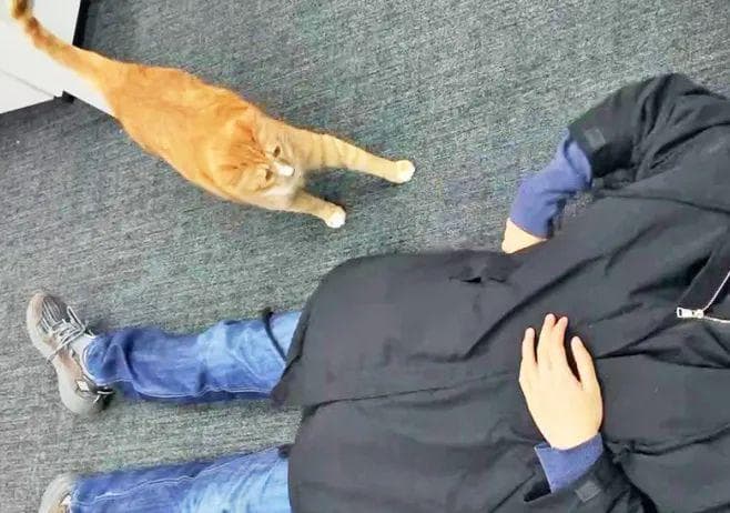 在猫面前假睡、装死，TA会发现吗？
