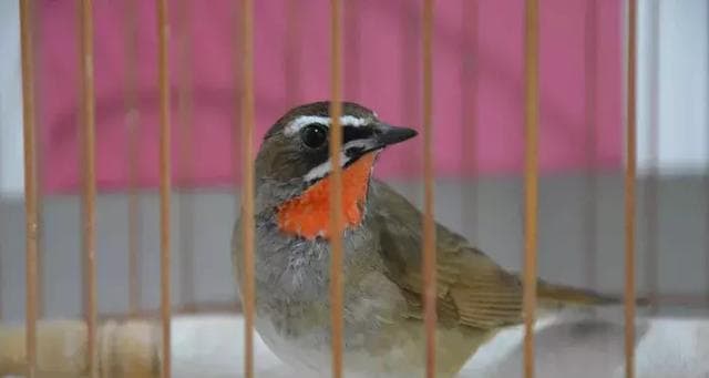 蓝点颏饲养全指南：从购买到养护，一步步教你打造专属水族馆
